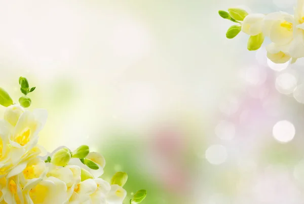 White Freeseia Fresh Flowers Twig Defocused Garden Background Copy Space — Stock Photo, Image