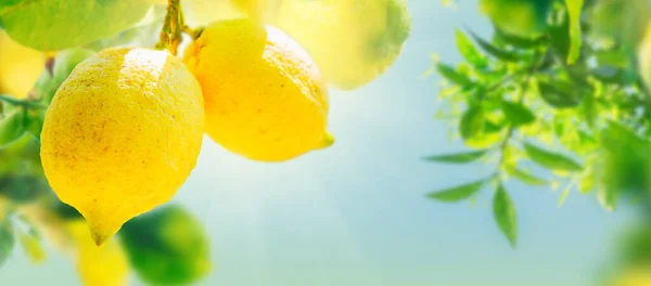 夏の青空にコピースペースでソレントのレモンの庭でレモンの果物をNging — ストック写真
