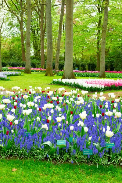 Frischer Gelber Frühling Mit Weißen Und Roten Tulpen Und Blauglockenblumen — Stockfoto