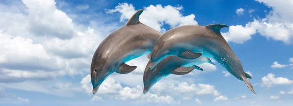 Τρία Δελφίνια Πηδώντας Ηλιόλουστο Θαλασσινό Τοπίο Βαθύ Ωκεανό — Φωτογραφία Αρχείου