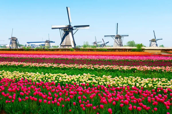 チューリップ畑のカラフルな縞模様の上にオランダの風車 オランダ — ストック写真
