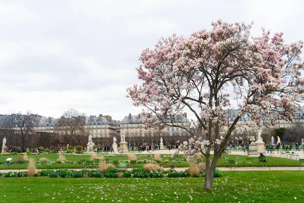Spring Holidays Paris Tuileries Gardens Blooming Magnolia Tree Paris France — Stock Photo, Image