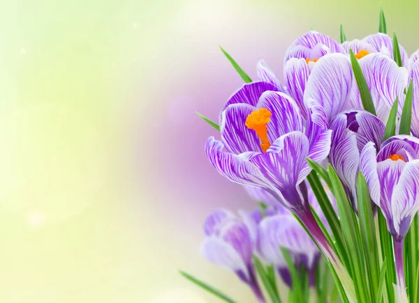 Violett Krokus Blommor Grön Fjäder Bokeh Bakgrund Med Kopia Utrymme — Stockfoto