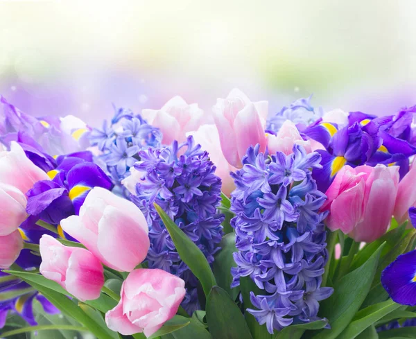 ピンクのチューリップとヒヤシンスの青い花を庭のボケ背景にコピー スペースを閉じる — ストック写真