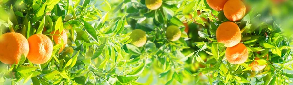 Trädgård Med Apelsinträd Grenar Över Blå Himmel Och Träbord — Stockfoto