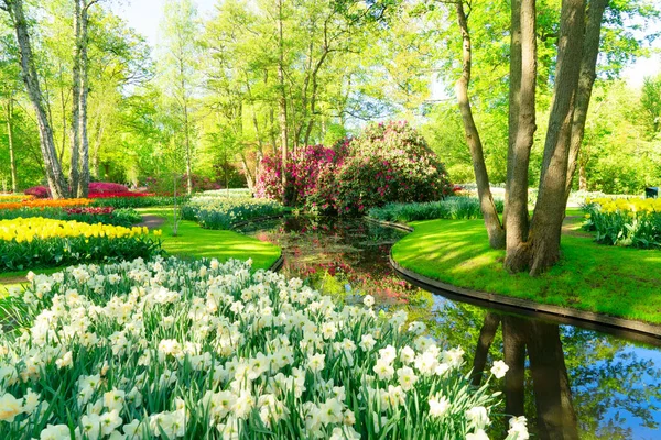 新鮮な春フォーマルでグリーン ツリーの下の白い水仙の花が咲いていると芝生の庭 背景に春の水 — ストック写真