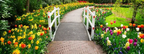 Cammino Pietra Modo Tortuoso Primavera Giardino Fiorito Formale Keukenhof Olanda — Foto Stock