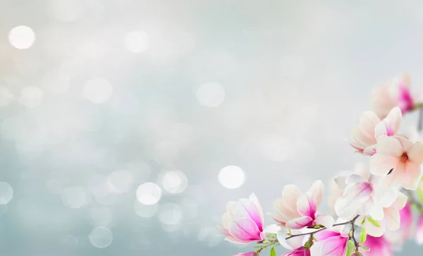 Větvička Kvetoucí Růžové Magnólie Květiny Zblízka Nad Modré Pozadí Kopií — Stock fotografie