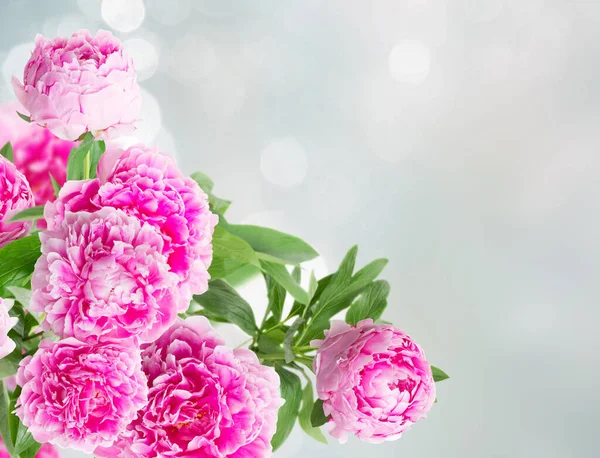 Pink Peony Flowers Gray Garden Background Copy Space — Stock Photo, Image