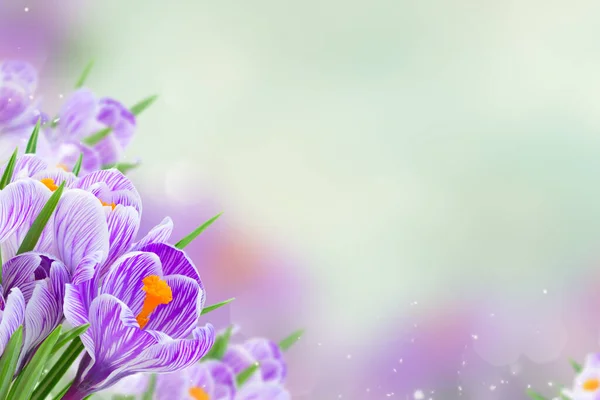 Фиолетовый Крокус Цветы Рамка Сером Весеннем Боке Фоне — стоковое фото