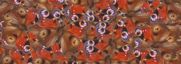 Europäische Pfau Natürlichen Schmetterling Strukturierten Hintergrund — Stockfoto