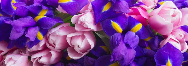 Stelletje Blauwe Irissen Pik Tulpen Rand Geïsoleerd Witte Achtergrond — Stockfoto