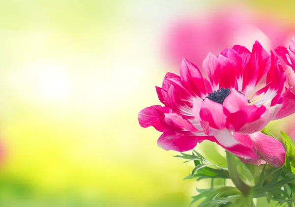 Flores Anémona Rosa Sobre Fondo Jardín Verde —  Fotos de Stock