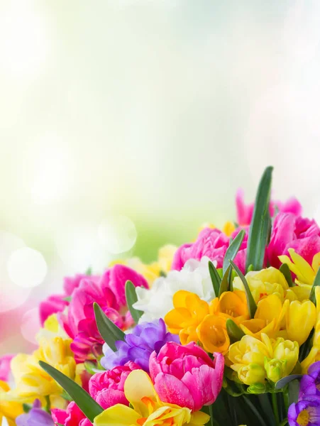 Multicolored Freesia Daffodil Flowers Border Defocused Spring Background — Stock Photo, Image
