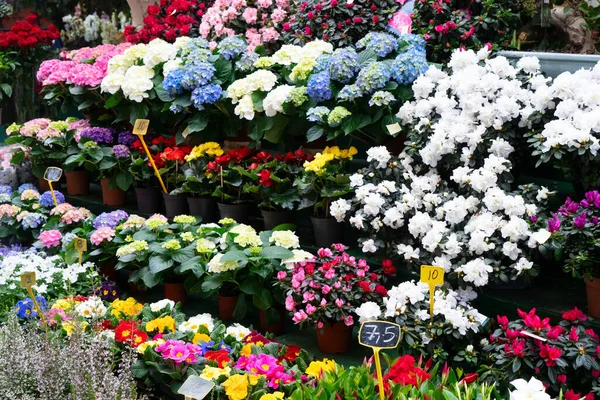 Paris flower market with fresh flowers pots close up at Cite island, Paris France