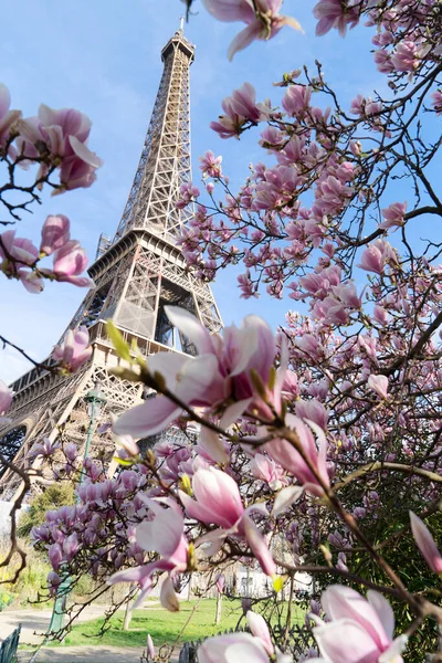 Wieża Eiffla Kwitnącymi Wiosennymi Kwiatami Magnolii Paryż Francja — Zdjęcie stockowe