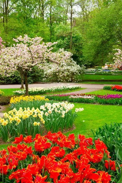 Colorato Ciliegio Fiorito Tulipani Gialli Aiuola Giardino Formale Primavera — Foto Stock
