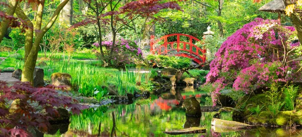 Zelené Trávy Rozkvetlých Stromů Japonské Zahradě Haagu Nizozemsko — Stock fotografie