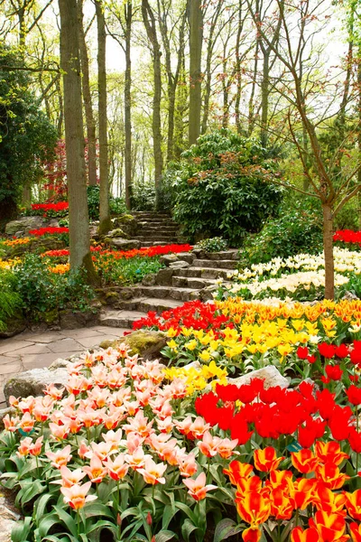 Květinové Pozadí Svěží Jaro Kvetoucí Červené Žluté Tulipány Pod Stromy — Stock fotografie