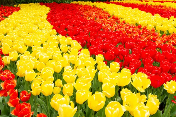 Virágos Háttér Friss Tavasz Virágzó Piros Sárga Tulipán — Stock Fotó