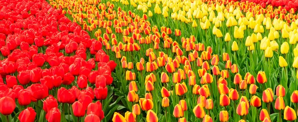 Rangées Fleurs Tulipes Rouges Orange Jaunes Dans Jardin Keukenhof Pays — Photo