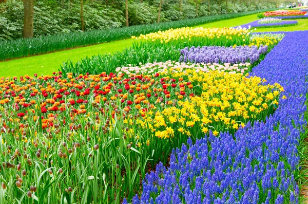 Kwiatowe Tło Świeży Trawnik Wiosenny Mieszanką Wiosenną Żonkile Tulipany Kwiaty — Zdjęcie stockowe