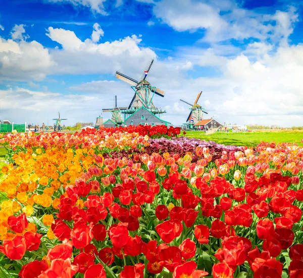 Hollanda Daki Renkli Lale Sahasının Üzerinde Hollanda Yel Değirmeni — Stok fotoğraf
