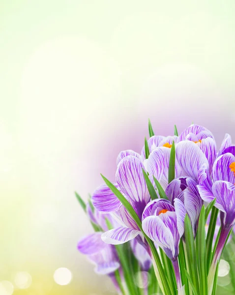 Fioletowy Krokus Kwiaty Zielony Wiosna Bokeh Tło Kopia Przestrzeń — Zdjęcie stockowe