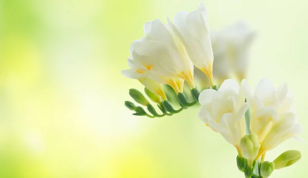 緑の庭の背景に白い Freeseia 新鮮な花小枝 — ストック写真