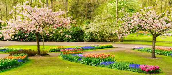 Cerejeiras Floridas Coloridas Canteiros Flores Jardim Formal Primavera — Fotografia de Stock