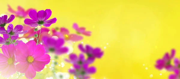 コスモスの新鮮な濃いピンクの花と葉のバナー日当たりの良い黄色の背景に — ストック写真