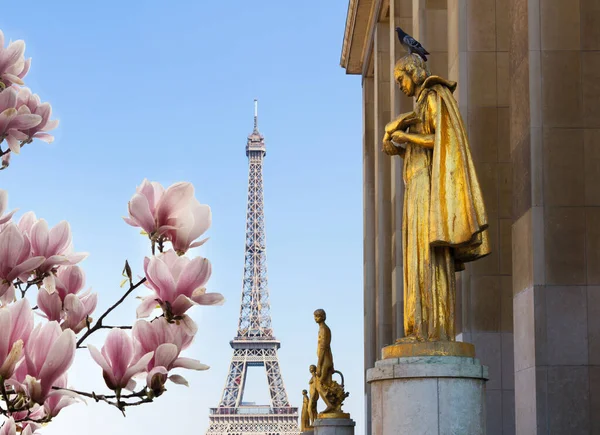 Paris at spring: eiffel tour and statues of Trocadero garden, dating from the 1930s, spring magnolia bloom, Paris, France