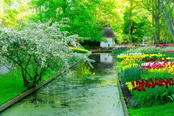 Wiosenny Pas Płynącą Wiosną Tulipanami Formalnym Ogrodzie Holandia — Zdjęcie stockowe