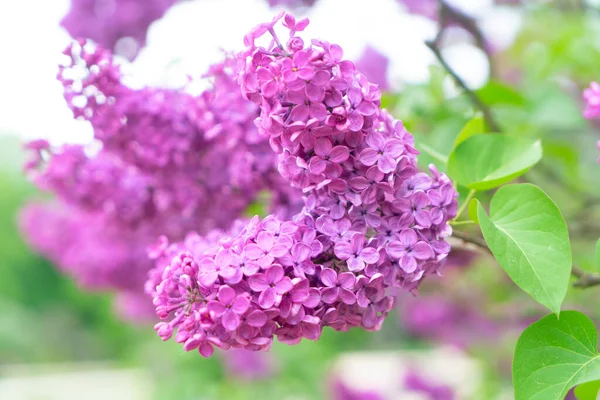 Flores Lilás Violeta Florescendo Fundo Jardim Desfocado — Fotografia de Stock