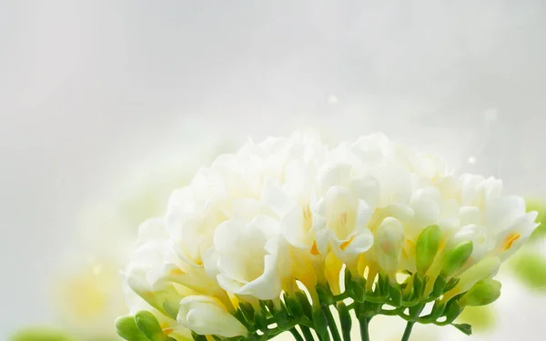 背景のボケ味の灰色に白い Freeseia 新鮮な花小枝 — ストック写真