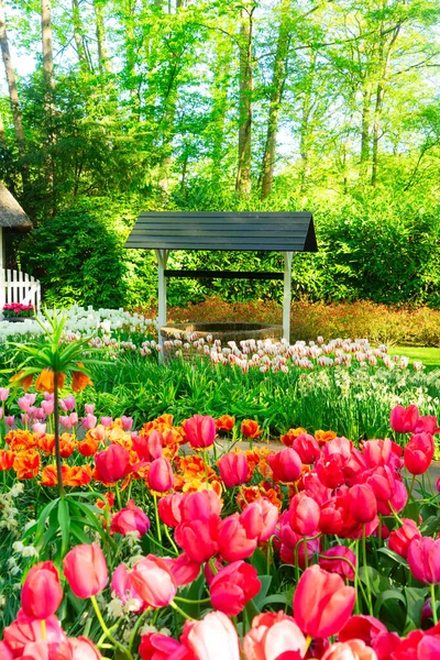 Hollanda Nın Resmi Bahçesinde Kırmızı Laleli Bahar Şeridi — Stok fotoğraf