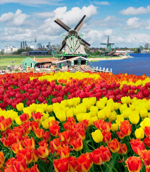 Molino Viento Holandés Sobre Rayas Colores Campo Tulipanes Países Bajos — Foto de Stock
