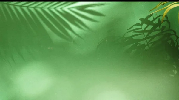 Nowoczesne Głębokie Zielone Tło Liśćmi Palmy Pokrywa Cień Słoneczny Dzień Zdjęcia Stockowe bez tantiem