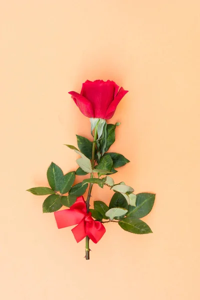 土色中性背景的深红色新鲜玫瑰 — 图库照片