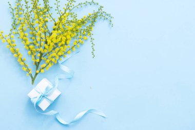 Mimosa sarı çiçekleri mavi bahar arka planında, 8 Mart arka planında fotokopi alanı ile, mimoz uluslararası kadınlar için geleneksel çiçeklerdir 8 Mart günü