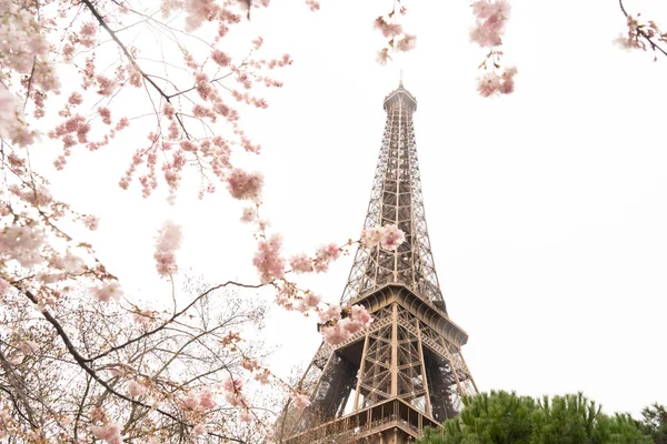 Πύργος Του Άιφελ Ματωμένα Λουλούδια Άνοιξη Sacura Παρίσι Γαλλία — Φωτογραφία Αρχείου