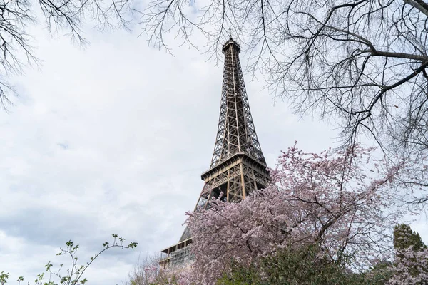 Eiffel Tower Bloooming Sacura Spring Flowers Paris France — Stock Photo, Image