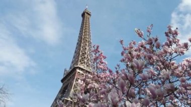 Pembe manolyalı Eyfel Kulesi bahar çiçekleri, Paris, Fransa
