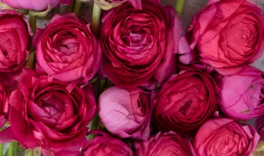 Çiçek kompozisyonu. Rununculus ve mor renkli orkide çiçeklerinden oluşan doğal çiçek arkaplanı.