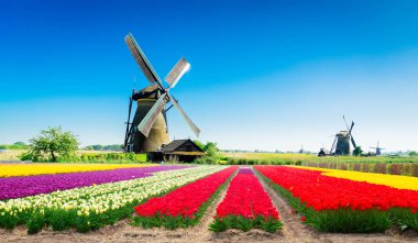 geleneksel lale eğe ile geleneksel Hollanda Yeldeğirmeni, yatay, Hollanda, retro tonda