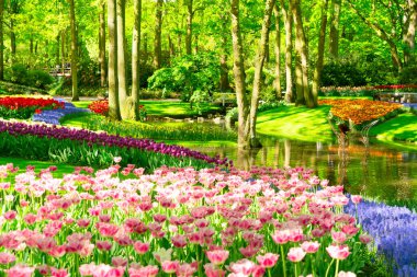 Taze bahar çimenliği çiçek açmış ve yeşil ağacın altında dolambaçlı bir nehir resmi bahçede.