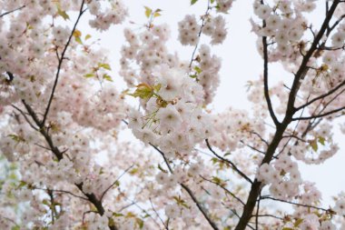 Sakura cherry tree blossoming tree close up, pink cloud of flowers