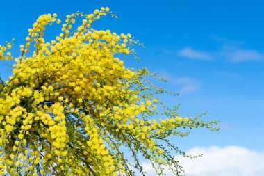 mimosa flowers bouquet, 8 march day festive background, mimose is traditional flowers for international womans day 8 of march