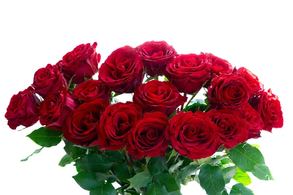 Szkarłatna Czerwona Róża Kwiaty Bukiet Granicy Izolowane Białym Tle — Zdjęcie stockowe