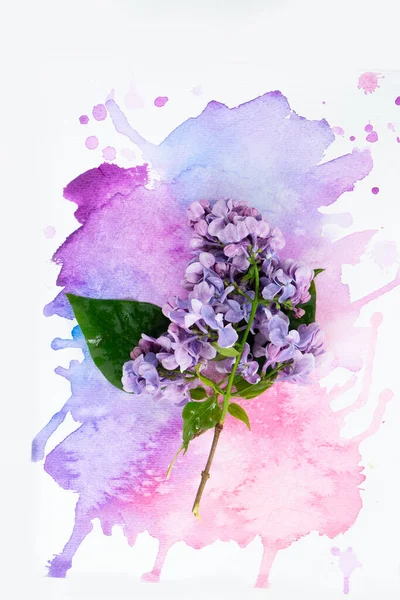 Lilac Flowers Splash Watercolor Background — Stock Photo, Image